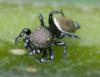 Heliophanus tribulosus